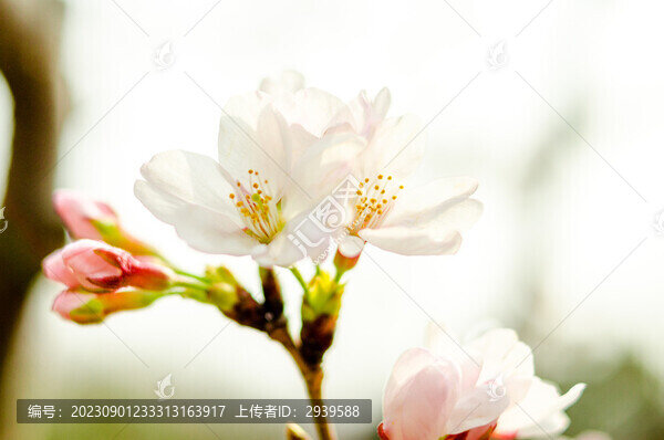 櫻花