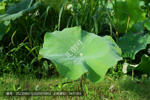 荷葉