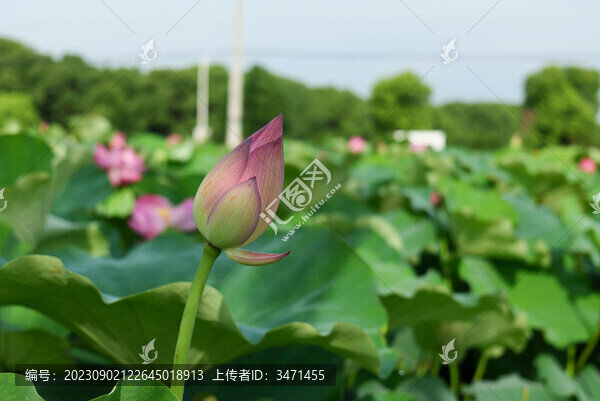 荷花