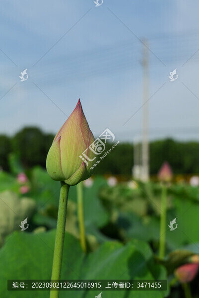 荷花