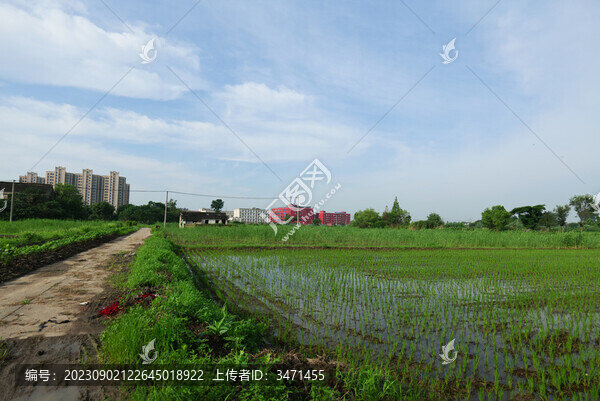 田野