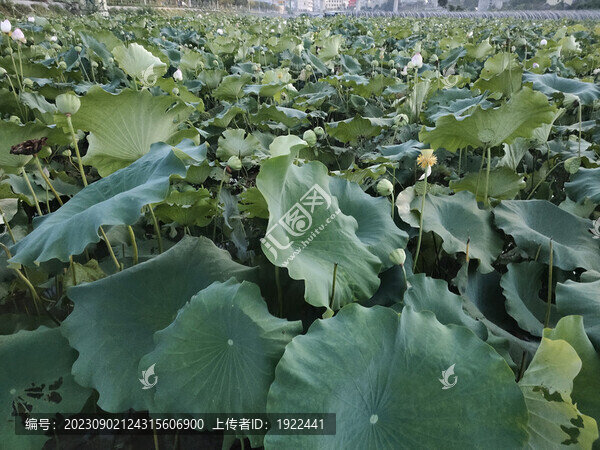 蓮藕種植