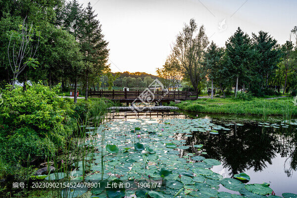 荷花盛開的中國長春凈月潭公園