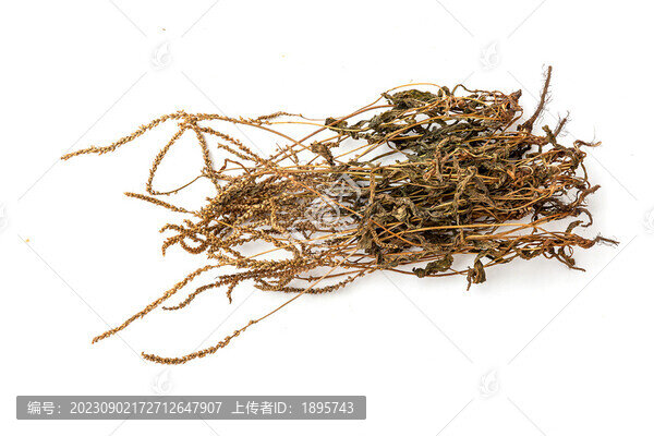 曬干的車前草