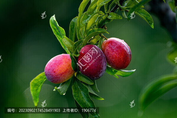 樹枝上生長的李子
