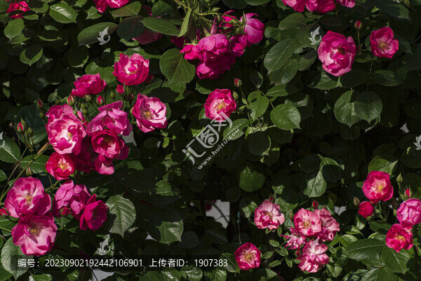 薔薇