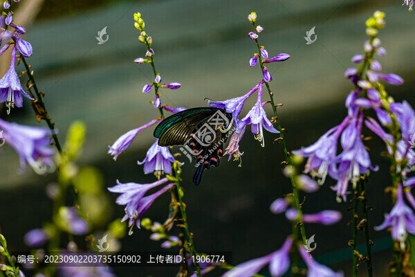鮮花與綠帶翠鳳蝶