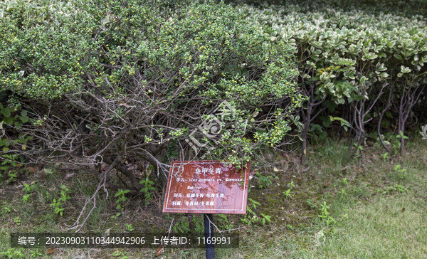 龜甲冬青