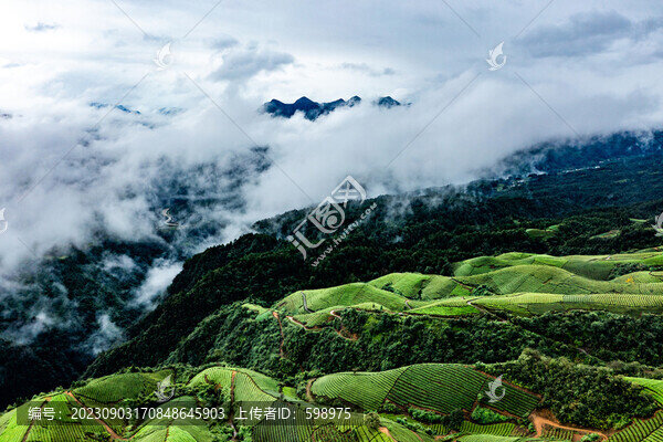 湖北恩施鶴峰木耳山茶園