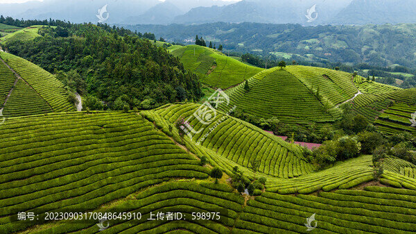 湖北恩施鶴峰木耳山茶園