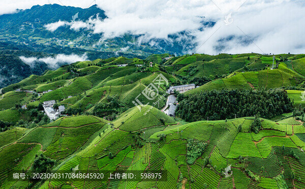 湖北恩施鶴峰木耳山茶園
