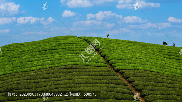 湖北恩施鶴峰木耳山茶園