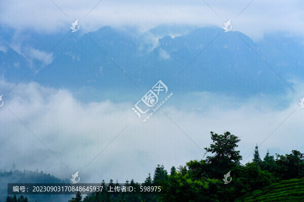 湖北恩施鶴峰木耳山茶園