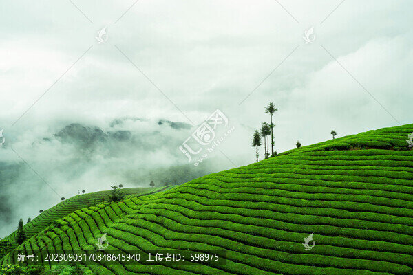 湖北恩施鶴峰木耳山茶園