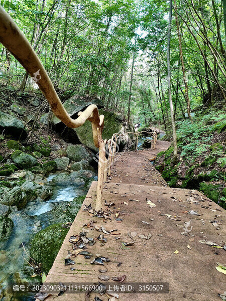 森林中的棧道