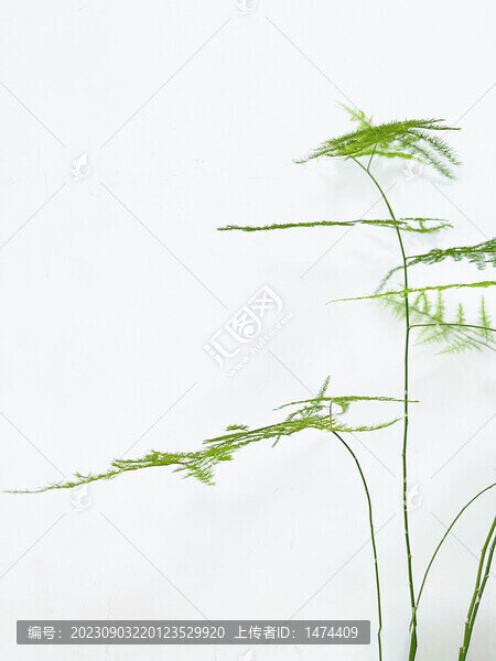 文竹