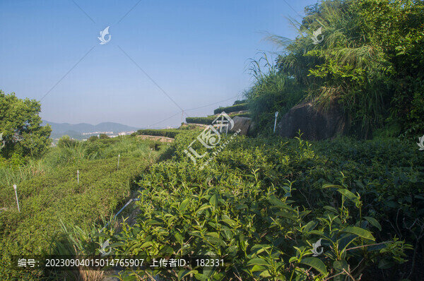 茶園石亭綠茶