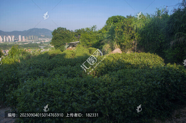 泉州豐州石亭茶茶園