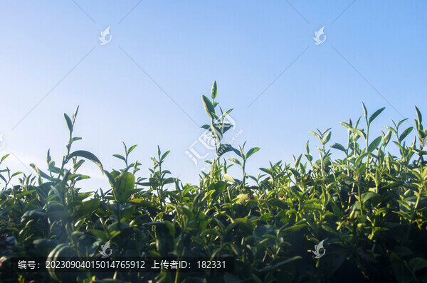 茶葉葉子綠葉