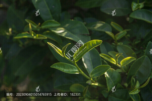 綠茶芽兒