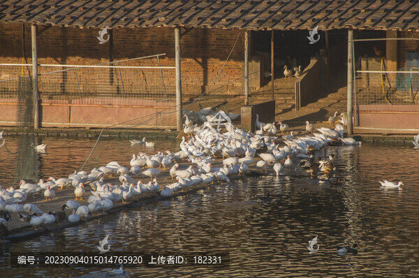 白鴨群