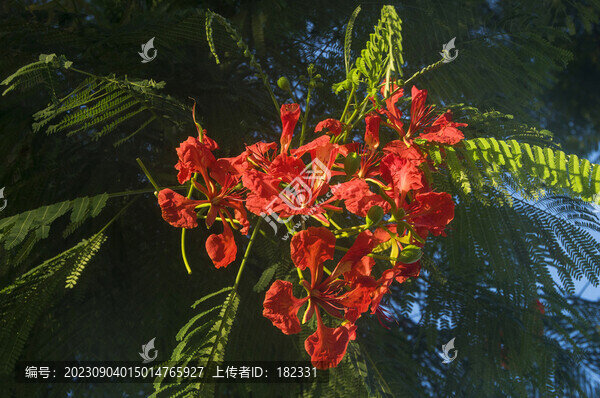 紅花鳳凰木花朵