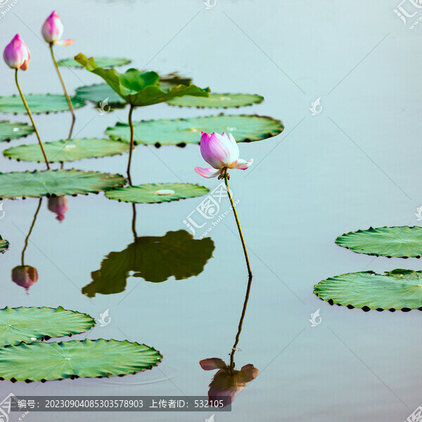 荷花荷塘蜻蜓
