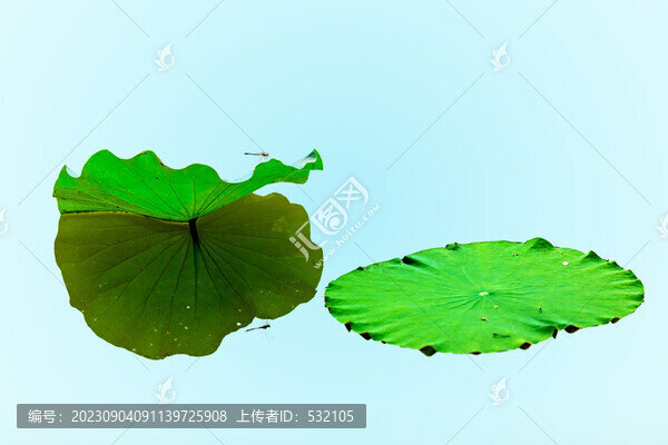 荷葉荷花荷塘蜻蜓