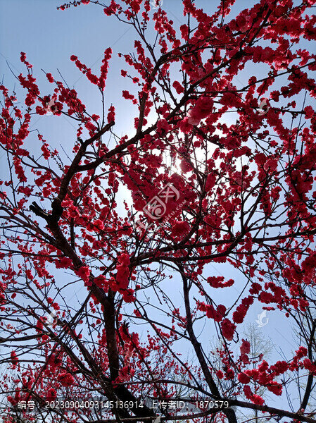 紅葉碧桃花