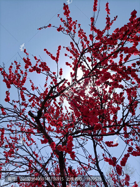 紅葉碧桃花