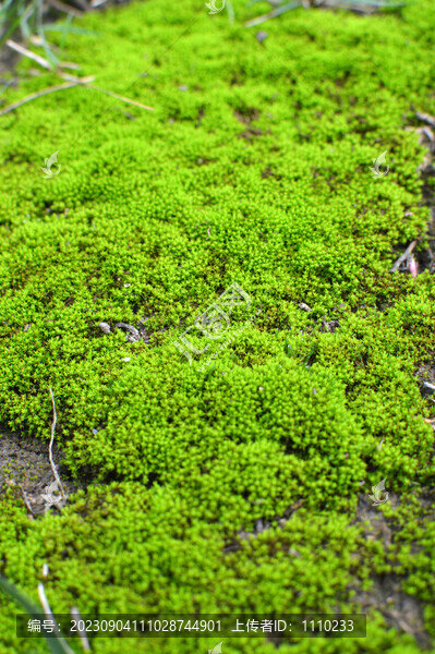 草地苔蘚