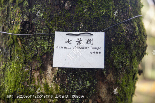 七葉樹標識