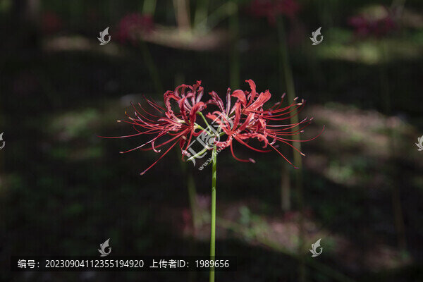 彼岸花