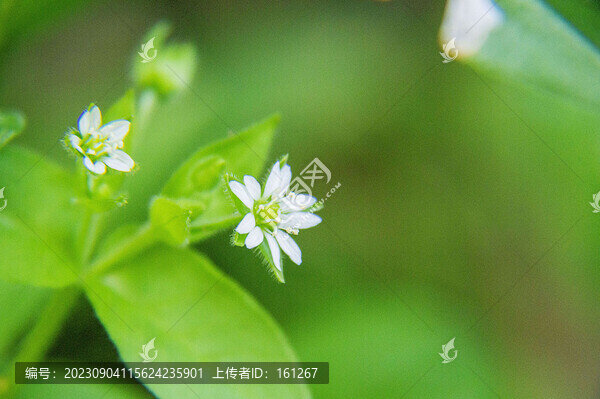 林繁縷花