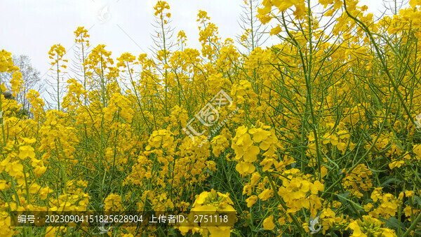 油菜花