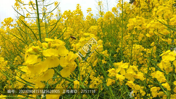 油菜花