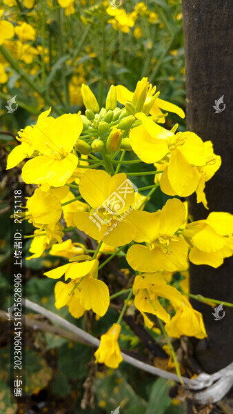 油菜花