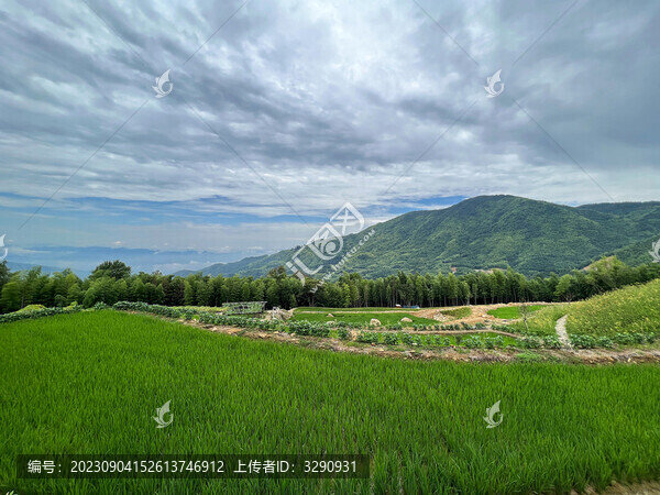 高山生態(tài)稻田風(fēng)光