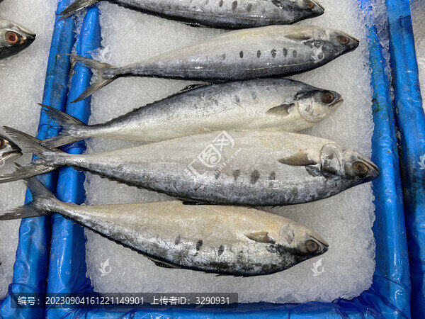 市場的冷凍鯖魚冰鮮