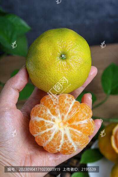 青皮蜜桔