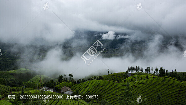 湖北恩施鶴峰木耳山茶園