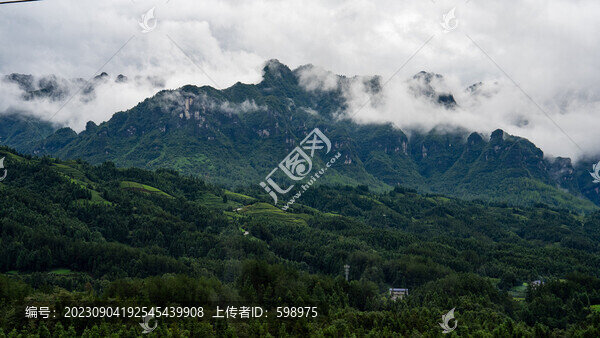 湖北恩施鶴峰木耳山茶園