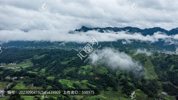 湖北恩施鶴峰木耳山茶園