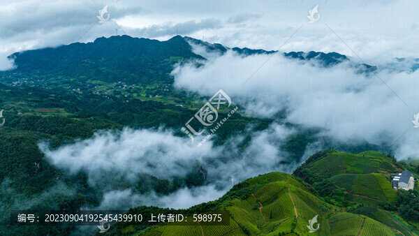湖北恩施鶴峰木耳山茶園