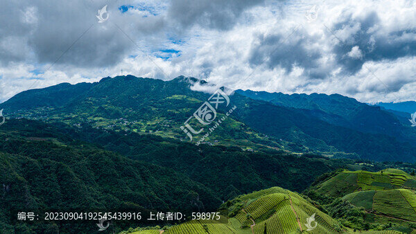 湖北恩施鶴峰木耳山茶園