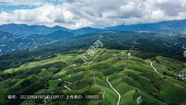 湖北恩施鶴峰木耳山茶園