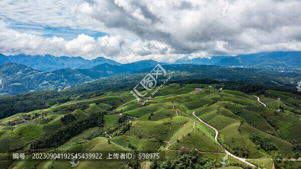 湖北恩施鶴峰木耳山茶園