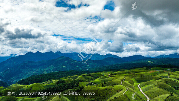 湖北恩施鶴峰木耳山茶園