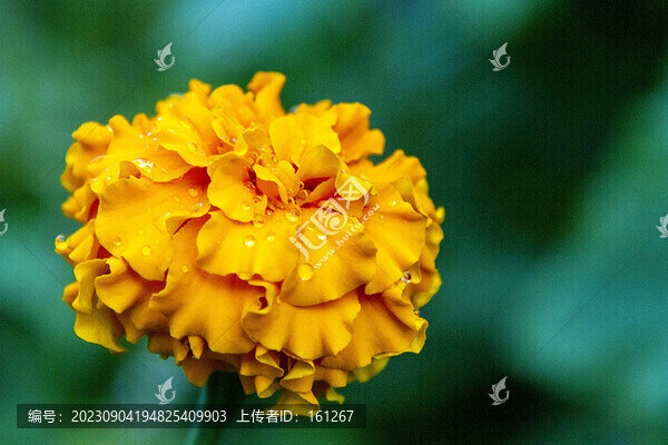 秋雨沐浴萬(wàn)壽菊