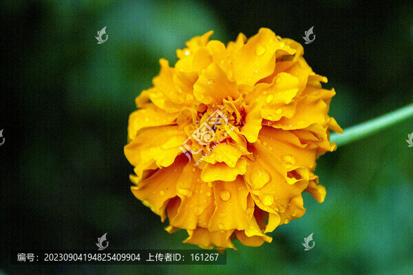 秋雨沐浴萬(wàn)壽菊